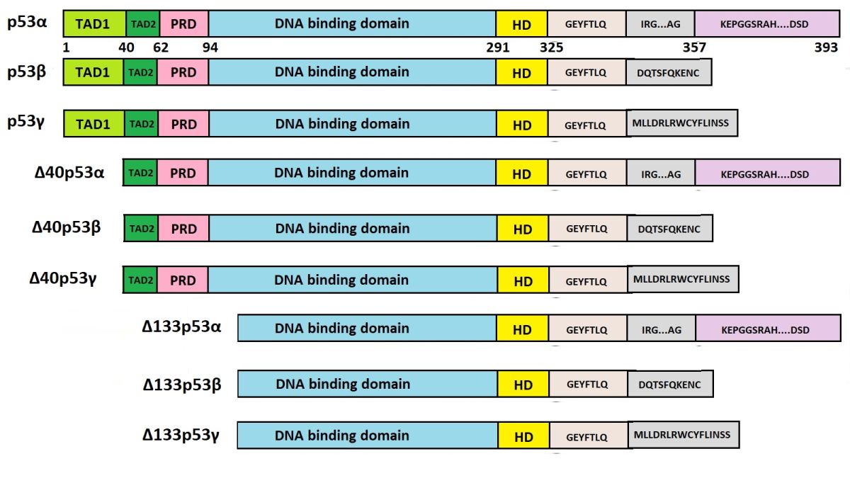 P53 protein involvement in Longevity Longevity Wiki
